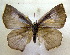  ( - MLIB-1615)  @13 [ ] CreativeCommons - Attribution (2015) Michel Libert Centre for Biodiversity Genomics