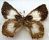  (Euliphyra mirabilis - MLIB-1619)  @14 [ ] CreativeCommons - Attribution (2015) Michel Libert Centre for Biodiversity Genomics