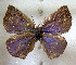  ( - MLIB-1662)  @13 [ ] CreativeCommons - Attribution (2015) Michel Libert Centre for Biodiversity Genomics