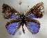  ( - MLIB-1667)  @11 [ ] CreativeCommons - Attribution (2015) Michel Libert Centre for Biodiversity Genomics