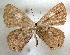  ( - MLIB-1670)  @12 [ ] CreativeCommons - Attribution (2015) Michel Libert Centre for Biodiversity Genomics