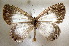  ( - MLIB-1672)  @12 [ ] CreativeCommons - Attribution (2015) Michel Libert Centre for Biodiversity Genomics