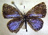  ( - MLIB-1674)  @13 [ ] CreativeCommons - Attribution (2015) Michel Libert Centre for Biodiversity Genomics