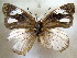 ( - MLIB-1678)  @12 [ ] CreativeCommons - Attribution (2015) Michel Libert Centre for Biodiversity Genomics