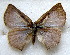  ( - MLIB-1706)  @12 [ ] CreativeCommons - Attribution (2015) Michel Libert Centre for Biodiversity Genomics
