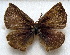 ( - MLIB-1709)  @12 [ ] CreativeCommons - Attribution (2015) Michel Libert Centre for Biodiversity Genomics