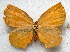  (Aslauga marginata - MLIB-1710)  @13 [ ] CreativeCommons - Attribution (2015) Michel Libert Centre for Biodiversity Genomics