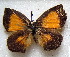  ( - MLIB-1711)  @13 [ ] CreativeCommons - Attribution (2015) Michel Libert Centre for Biodiversity Genomics