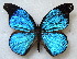  (Epitola posthumus - MLIB-1740)  @14 [ ] CreativeCommons - Attribution (2015) Michel Libert Centre for Biodiversity Genomics