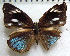  ( - MLIB-1751)  @12 [ ] CreativeCommons - Attribution (2015) Michel Libert Centre for Biodiversity Genomics