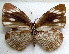  ( - MLIB-1752)  @12 [ ] CreativeCommons - Attribution (2015) Michel Libert Centre for Biodiversity Genomics
