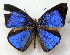  (Geritola mirifica - MLIB-1768)  @14 [ ] CreativeCommons - Attribution (2015) Michel Libert Centre for Biodiversity Genomics