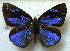  ( - MLIB-1787)  @13 [ ] CreativeCommons - Attribution (2015) Michel Libert Centre for Biodiversity Genomics