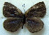  ( - MLIB-1793)  @13 [ ] CreativeCommons - Attribution (2015) Michel Libert Centre for Biodiversity Genomics