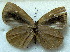  (Cephetola ouesso - MLIB-1793)  @14 [ ] CreativeCommons - Attribution (2015) Michel Libert Centre for Biodiversity Genomics