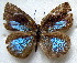  ( - MLIB-1802)  @14 [ ] CreativeCommons - Attribution (2015) Michel Libert Centre for Biodiversity Genomics