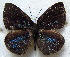  ( - MLIB-1805)  @14 [ ] CreativeCommons - Attribution (2015) Michel Libert Centre for Biodiversity Genomics