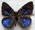  ( - MLIB-1806)  @13 [ ] CreativeCommons - Attribution (2015) Michel Libert Centre for Biodiversity Genomics