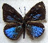  ( - MLIB-1807)  @13 [ ] CreativeCommons - Attribution (2015) Michel Libert Centre for Biodiversity Genomics