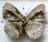  ( - MLIB-1807)  @12 [ ] CreativeCommons - Attribution (2015) Michel Libert Centre for Biodiversity Genomics