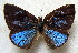  ( - MLIB-1810)  @12 [ ] CreativeCommons - Attribution (2015) Michel Libert Centre for Biodiversity Genomics