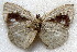  ( - MLIB-1810)  @12 [ ] CreativeCommons - Attribution (2015) Michel Libert Centre for Biodiversity Genomics