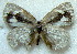  ( - MLIB-1814)  @11 [ ] CreativeCommons - Attribution (2015) Michel Libert Centre for Biodiversity Genomics