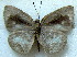  ( - MLIB-1816)  @12 [ ] CreativeCommons - Attribution (2015) Michel Libert Centre for Biodiversity Genomics