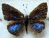 ( - MLIB-1817)  @12 [ ] CreativeCommons - Attribution (2015) Michel Libert Centre for Biodiversity Genomics