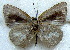  ( - MLIB-1817)  @12 [ ] CreativeCommons - Attribution (2015) Michel Libert Centre for Biodiversity Genomics