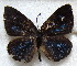  ( - MLIB-1823)  @13 [ ] CreativeCommons - Attribution (2015) Michel Libert Centre for Biodiversity Genomics