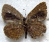  ( - MLIB-1823)  @12 [ ] CreativeCommons - Attribution (2015) Michel Libert Centre for Biodiversity Genomics