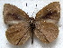  ( - MLIB-1826)  @14 [ ] CreativeCommons - Attribution (2015) Michel Libert Centre for Biodiversity Genomics