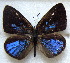  ( - MLIB-1827)  @12 [ ] CreativeCommons - Attribution (2015) Michel Libert Centre for Biodiversity Genomics