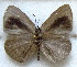  ( - MLIB-1827)  @12 [ ] CreativeCommons - Attribution (2015) Michel Libert Centre for Biodiversity Genomics