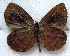  ( - MLIB-1834)  @12 [ ] CreativeCommons - Attribution (2015) Michel Libert Centre for Biodiversity Genomics