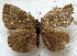  ( - MLIB-1837)  @13 [ ] CreativeCommons - Attribution (2015) Michel Libert Centre for Biodiversity Genomics