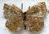  ( - MLIB-1837)  @13 [ ] CreativeCommons - Attribution (2015) Michel Libert Centre for Biodiversity Genomics