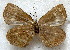  ( - MLIB-1838)  @14 [ ] CreativeCommons - Attribution (2015) Michel Libert Centre for Biodiversity Genomics