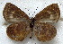  ( - MLIB-1839)  @11 [ ] CreativeCommons - Attribution (2015) Michel Libert Centre for Biodiversity Genomics