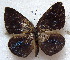  ( - MLIB-1841)  @13 [ ] CreativeCommons - Attribution (2015) Michel Libert Centre for Biodiversity Genomics