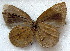  ( - MLIB-1842)  @13 [ ] CreativeCommons - Attribution (2015) Michel Libert Centre for Biodiversity Genomics
