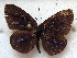  ( - MLIB-1843)  @14 [ ] CreativeCommons - Attribution (2015) Michel Libert Centre for Biodiversity Genomics