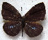  ( - MLIB-1845)  @13 [ ] CreativeCommons - Attribution (2015) Michel Libert Centre for Biodiversity Genomics