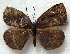  ( - MLIB-1846)  @12 [ ] CreativeCommons - Attribution (2015) Michel Libert Centre for Biodiversity Genomics