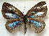  ( - MLIB-1847)  @12 [ ] CreativeCommons - Attribution (2015) Michel Libert Centre for Biodiversity Genomics