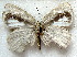 ( - MLIB-1847)  @12 [ ] CreativeCommons - Attribution (2015) Michel Libert Centre for Biodiversity Genomics