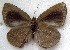  (Cephetola cf. mercedes - MLIB-1851)  @11 [ ] CreativeCommons - Attribution (2015) Michel Libert Centre for Biodiversity Genomics