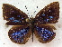  ( - MLIB-1854)  @14 [ ] CreativeCommons - Attribution (2015) Michel Libert Centre for Biodiversity Genomics