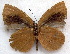  (Cephetola pinodes pinodes - MLIB-1859)  @12 [ ] CreativeCommons - Attribution (2015) Michel Libert Centre for Biodiversity Genomics
